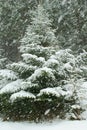Fir tree under snowfall with snow covered branches in winter. Royalty Free Stock Photo