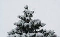 Christmas tree in snow coat and own balls winter fairy tale Royalty Free Stock Photo