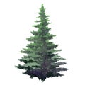 Fir tree watercolor image. Hand drawn relistic lush pine illustration Green forest plant element. Christmas tree object