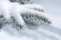 Fir tree in winter