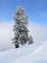 Fir tree at wintry slope Royalty Free Stock Photo