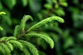 Fir-tree. Young sprouts. Royalty Free Stock Photo