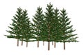 Fir Trees