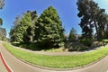 Fir trees Abies in Golden Gate Park 4