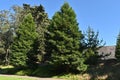 Fir trees Abies in Golden Gate Park 1