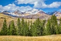 Fir trees in Altay