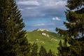 Fir trees in the background of green landscape in Rarau Mountains, Romania