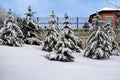 Fir trees covered with heavy first snow against a blue sky Royalty Free Stock Photo