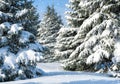 Fir trees covered by snow