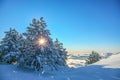 Fir trees covered with snow and sun shining between fir branches. Beautiful winter background Royalty Free Stock Photo