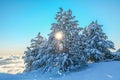 Fir trees covered with snow and sun shining between fir branches. Beautiful winter background