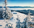 Fir trees covered by snow. Sunny winter day in Carpathians. Bright morning scene of mountain valley. Beauty of nature concept back Royalty Free Stock Photo