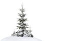 Fir trees covered snow on a white background. Christmas trees in snow Royalty Free Stock Photo