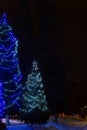 Fir trees decorated with illuminations for the New Year and Christmas holidays.