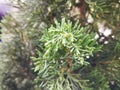 Fir trees have thick green scaly leaves in the sun