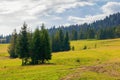 fir trees on the hills and meadows Royalty Free Stock Photo