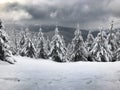 Fir trees in Jeseniky Mountains Royalty Free Stock Photo