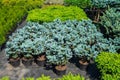 Fir trees, junipers, cypresses and thuja plants in plastic pots.