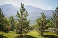 Fir trees on a meadow down the will to coniferous forest in foggy mountains Royalty Free Stock Photo