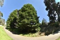 Fir trees Abies in Golden Gate Park 3