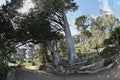 Fir trees Abies in Golden Gate Park 14