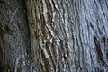 Fir trees Abies in Golden Gate Park 13