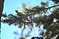 Fir trees Abies in Golden Gate Park 11