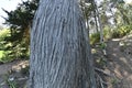 Fir trees Abies in Golden Gate Park 7