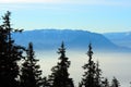 Fir trees over a foggy valley