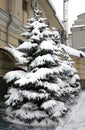 Fir trees with snowy brances