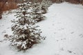 Fir trees stand in a row on an alley in a city park Royalty Free Stock Photo