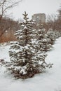 Fir trees stand in a row on an alley in a city park Royalty Free Stock Photo