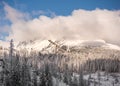 Fir trees under the snow. Winter landscape of the mountain fores