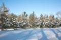 Fir-trees in winter forest