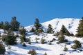 Fir trees at Ziria mountain in Greece against the snow.