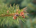 Fir twig with young cones Royalty Free Stock Photo