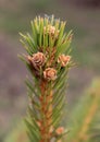 Fir twig with young cones Royalty Free Stock Photo