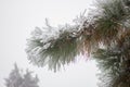Fir winter braches. Evergreen pine under snow Royalty Free Stock Photo