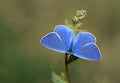 The Firdussi`s blue butterfly , Polyommatus firdussii , butterflies of Iran Royalty Free Stock Photo