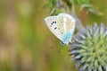 The Firdussi`s blue butterfly , Polyommatus firdussii Royalty Free Stock Photo