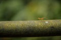 Fire ant minding her own business, Munnar, Kerala, India