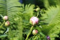 Fire Ants Crawling on Pink Peony Flower Buds in a Garden Royalty Free Stock Photo