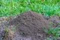 Fire ant mound in the grass of a meadow Royalty Free Stock Photo