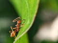 Fire ant eating