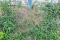 Fire ant hill around pole in the grass Royalty Free Stock Photo