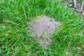 Fire ant hill in deep grass Royalty Free Stock Photo