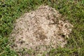 Fire ant hill in the grass Royalty Free Stock Photo