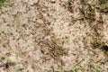 Fire ant hill in the grass Royalty Free Stock Photo