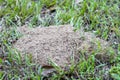 Fire ant hill in the grass Royalty Free Stock Photo
