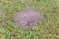 Fire ant hill in the grass Royalty Free Stock Photo